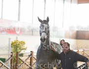Berlin dei Folletti TosTour2013- S5 3028 : Arezzo, Arezzo Equestrian Centre, Berlin dei Folletti, Cavalli d'Italia, Toscana Tour 2013, foto di Stefano Secchi ©